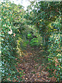 Leafy Footpath