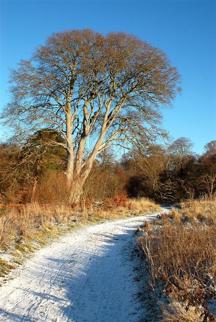 A Fine Beech Tree © Mary and Angus Hogg :: Geograph Britain and Ireland