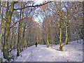 Ravenscliffe Woods in snow