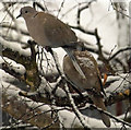 Collared Doves (Streptopelia decaocto)