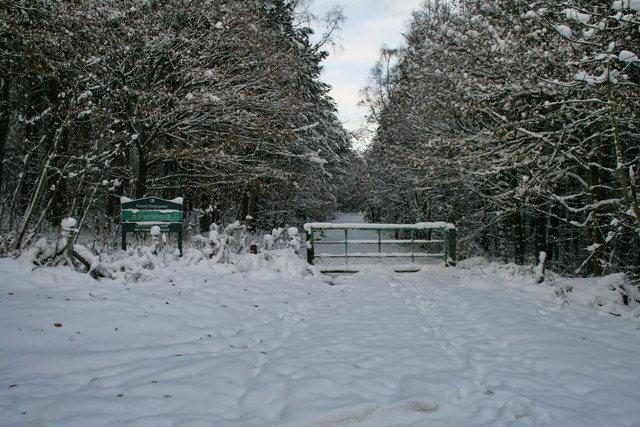 High Park Wood