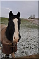 East Devon : Friendly Horse