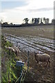 Feniton : Sheep in a Ploughed Field