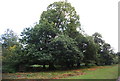 Chestnut trees, Chestnut Walk, Knole Park