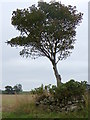 Tree, Bolshan