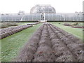 TQ1876 : Frosted lavender by Palm House, Kew Gardens by David Hawgood
