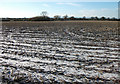 SJ5361 : Field of maize stubble by michael ely