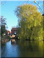 River Slea and Cogglesford Mill