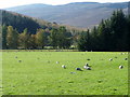 Sheep grazing near Trinafour