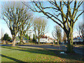 Trees on Goldthorn Park Estate, Wolverhampton