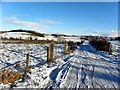 Snow at Donaghanie