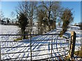 Snow, Donaghanie