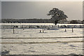 Paddock at Swinethorpe