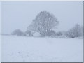 Mature oak next to Yapton allotments