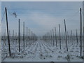 Empty Hop field near Pedding Lane