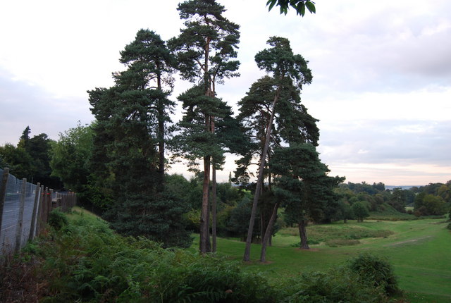 A stand of conifers, Knole Park