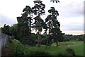 A stand of conifers, Knole Park