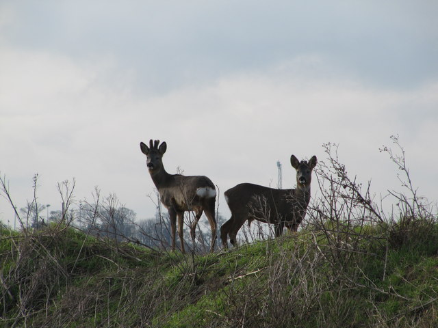 Deer on the edge of the quarry at Cement Works