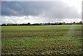 Winter wheat near Borden