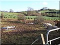 Farmland adjoining the Commons Road