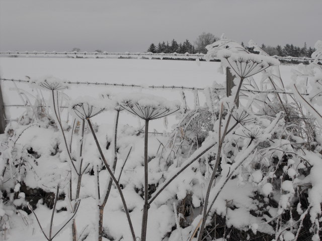 Frozen Hogweed, Aberbothrie