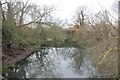 Bridge through the trees