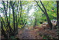 Sussex Border Path, Four Acre Wood