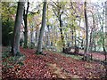 SU5776 : Longcroft Shaw woods in autumn by John Brightley