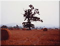 Straw bales and stubble west of Hurstpierpoint