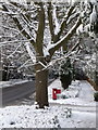 Talbot Woods: tree and postbox in Glenferness Avenue