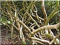 Broneirion - rhododendron