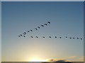 Flight of Whooper Swans