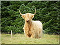 Highland cow near Dunning