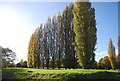 Line of trees, Sittingbourne Golf Course