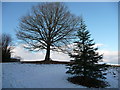 Bench against the tree trunk