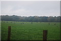 Cattle grazing by Bower Lane