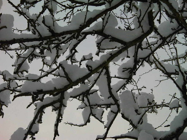 Snow covered tree on Dale Avenue, Hassocks
