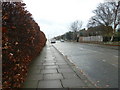 Winter hedge in Petworth Avenue