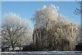 Frozen Weeping Willow