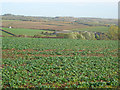 Arable land east of Bagworth