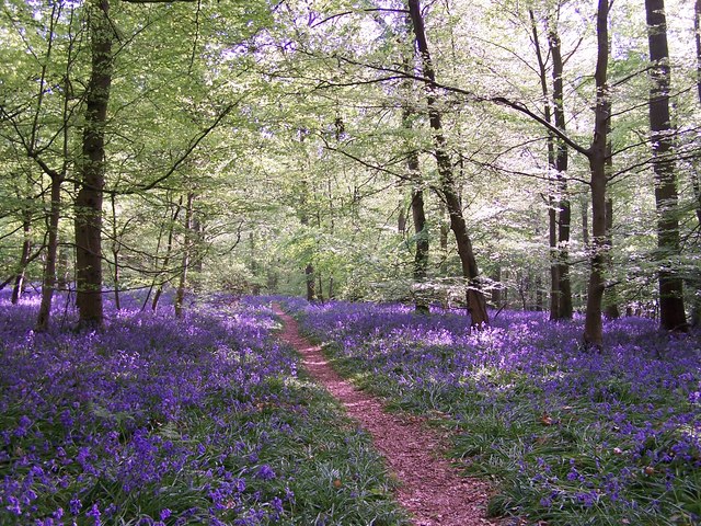 The Bluebell Trail Near Wenchford Picnic Area