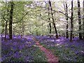 The Bluebell Trail Near Wenchford Picnic Area