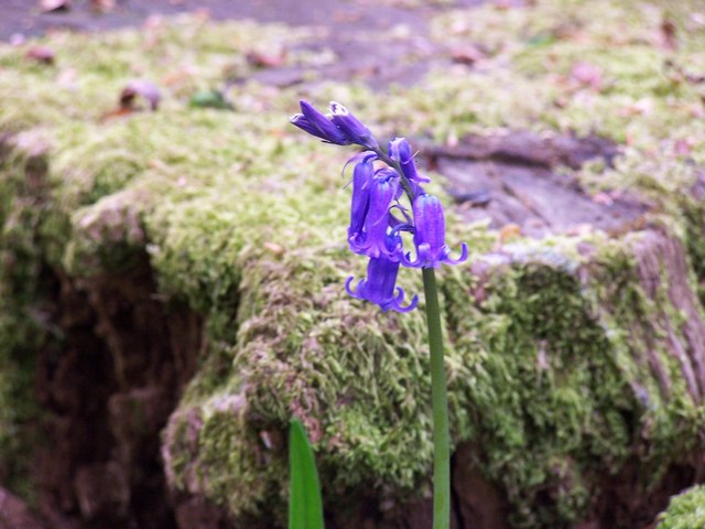 A Single Bluebell