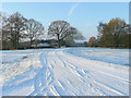 Snowy Broadmoor Common