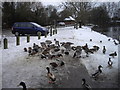 TM0954 : Birds feeding by Needham Lake by PAUL FARMER