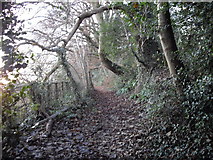 ST1382 : Taff Trail footpath near Castell Coch by John Lord