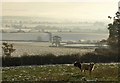 Cattle at Eastern Down