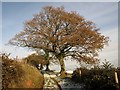 Oak, Armourwood Lane