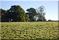 Cattle near Conghurst Lane