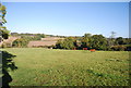 Cattle by the Sussex Border Path